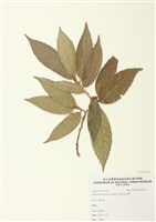 藏品(銳葉高山櫟)的圖片